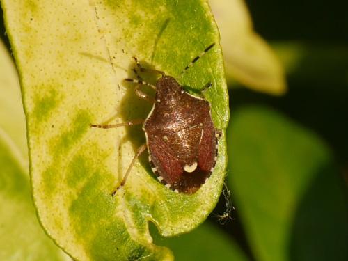Holcostethus sphacelatus